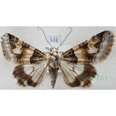 Drasteria cailino (Lefèbvre, 1827) Turkey34k